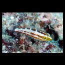 Scarus rubroviolaceus Bleeker, 1847