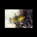 Chrysiptera biocellata (Quoy et Gaimard, 1825)