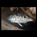 Lutjanus monostigma (Cuvier, 1828)