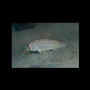 Upeneus luzonius Jordan et Seale, 1907