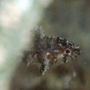 Foa brachygramma (Jenkins, 1903)