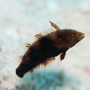 Novaculops sciistius (Jordan et Thompson, 1914)