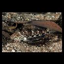 Glossogobius celebius (Valenciennes, 1837)