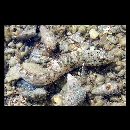 Cryptocentroides insignis (Seale, 1910)