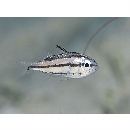 Siphamia tubifer Weber, 1909