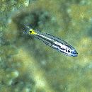 Cheilodipterus quinquelineatus Cuvier, 1828