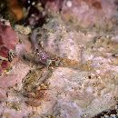 Eviota guttata Lachner et Karnella, 1978