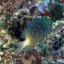 Plectroglyphidodon lacrymatus (Quoy et Gaimard, 1825)