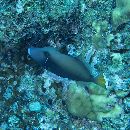 Sufflamen chrysopterum (Bloch et Schneider, 1801)