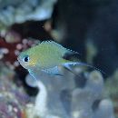 Chromis amboinensis (Bleeker, 1873)