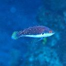 Cirrhilabrus punctatus Randall et Kuiter, 1989