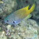 Pomacentrus nigromarginatus Allen, 1973