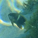 Chrysiptera biocellata (Quoy et Gaimard, 1825)