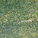 Repomucenus ornatipinnis (Regan, 1905)