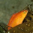 Oxycheilinus bimaculatus (Valenciennes, 1840)