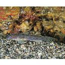 Istigobius hoshinonis (Tanaka, 1917)