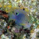 Pomacentrus vaiuli Jordan et Seale, 1906