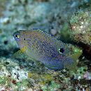 Pomacentrus vaiuli Jordan et Seale, 1906