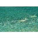 Repomucenus ornatipinnis (Regan, 1905)