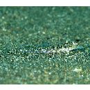 Repomucenus ornatipinnis (Regan, 1905)