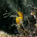 Hippocampus mohnikei Bleeker, 1854