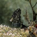 Hippocampus mohnikei Bleeker, 1854