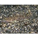 Istigobius campbelli (Jordan et Snyder, 1901)