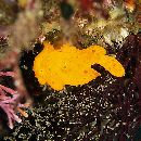 Antennarius pictus (Shaw, 1794)