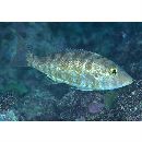 Lethrinus genivittatus Valenciennes, 1830