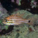 Ostorhinchus endekataenia (Bleeker, 1852)