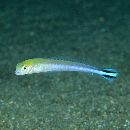 Malacanthus brevirostris Guichenot, 1848