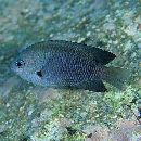 Pomacentrus nagasakiensis Tanaka, 1917