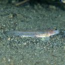 Istigobius hoshinonis (Tanaka, 1917)