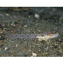 Acentrogobius virgatulus (Jordan et Snyder, 1901)