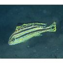 Diagramma pictum (Thunberg, 1792)