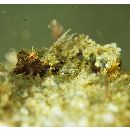 Neosynchiropus ijimae (Jordan et Thompson, 1914)