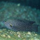 Pomacentrus nagasakiensis Tanaka, 1917