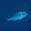 Seriola dumerili (Risso, 1810)