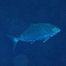 Seriola dumerili (Risso, 1810)