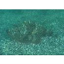 Scorpaenopsis neglecta Heckel, 1837