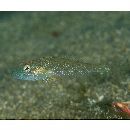 Pseudoblennius percoides Gunther, 1861