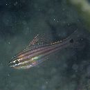 Ostorhinchus endekataenia (Bleeker, 1852)