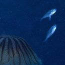 Decapterus maruadsi (Temminck et Schlegel, 1844)