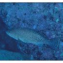 Epinephelus areolatus (Forsskal, 1775)