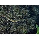 Corythoichthys haematopterus (Bleeker, 1851)