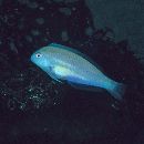 Novaculops sciistius (Jordan et Thompson, 1914)