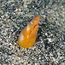 Apterichtus australis McCosker et Randall, 2005