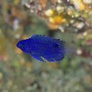 Pomacentrus nagasakiensis Tanaka, 1917