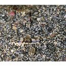 Thysanophrys celebica (Bleeker, 1854)