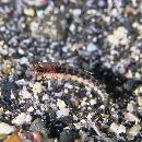 Parapercis snyderi Jordan et Starks, 1905